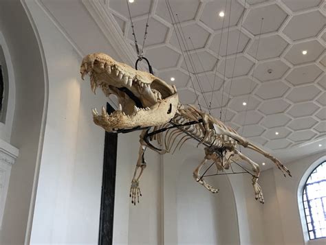 Preserved_bones_of_Lolong_at_Philippine_National_Museum | Flickr