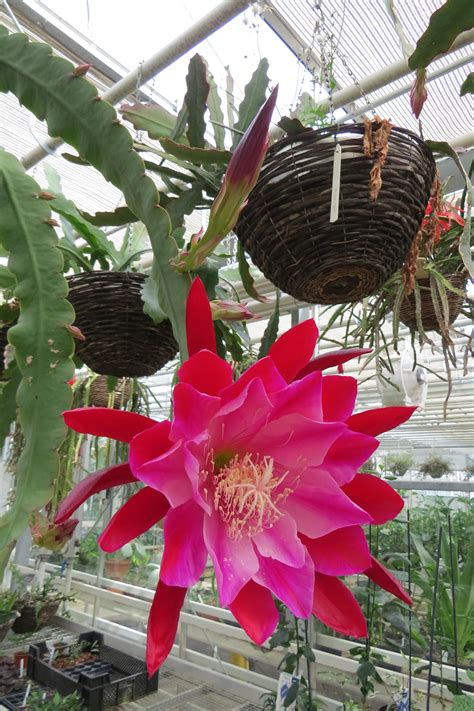 Hylocereus (I think), Dragon Fruit Flower. [2664x4000] [OC] : r ...