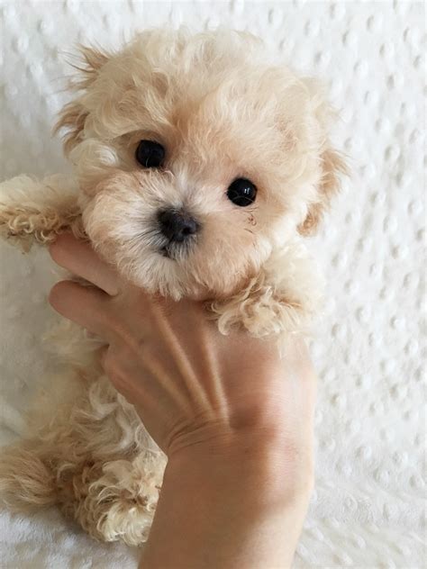 Teacup Maltipoo Puppy! Female | iHeartTeacups