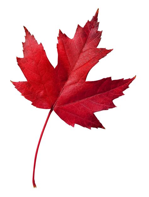 Canadian Maple Leaf - Viewing Gallery