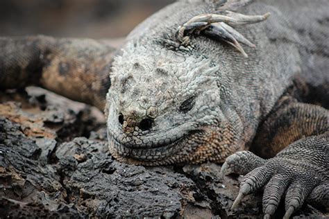 Galapagos Islands wildlife - GalapagosInformation.com Blog