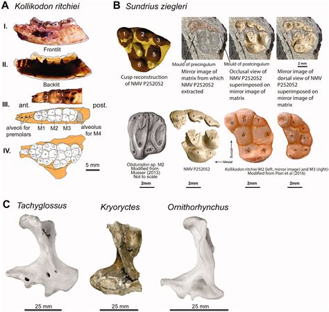 Origin story of mysterious monotremes revealed