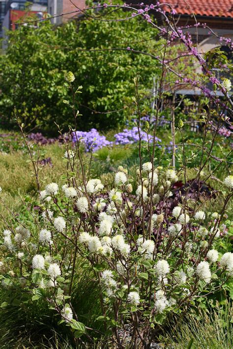 Fothergilla: Planting and Care Tips for a Flowering Deciduous Shrub