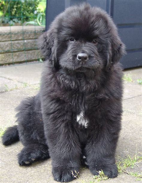 Training Newfoundland Puppies