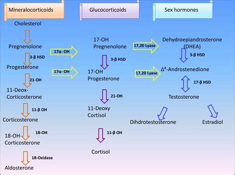 Glucocorticoids: Biochemical Group That Play Key Role in Fetal ...