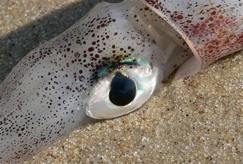 How cephalopods are masters of camouflage despite seeing in black and white