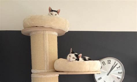 Best Cat Trees For Large Cats UK - The best Big Cat Trees!