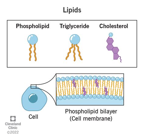 What Are Lipids?