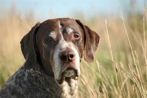 What Causes Warts On Dogs Lips | Lipstutorial.org