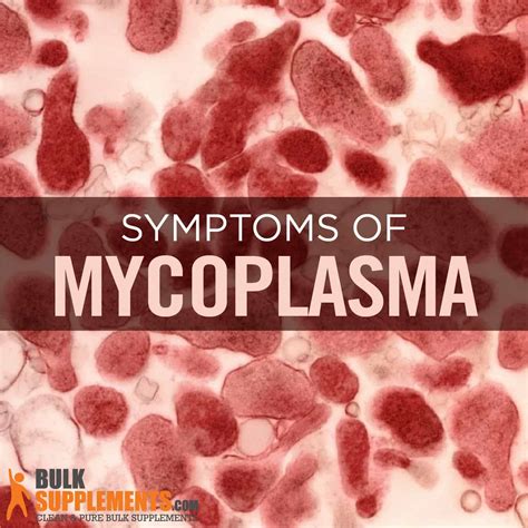 Mycoplasma Infections: Symptoms, Bacteria Species & Treatment