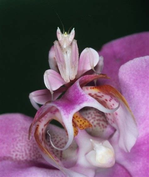 ORCHID MANTIS Habitat: Rainforests of Malaysia and Indonesia As the ...