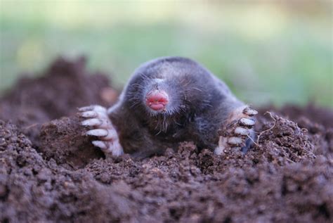 Moles - Wildlife Control | Removal | Damage Repair