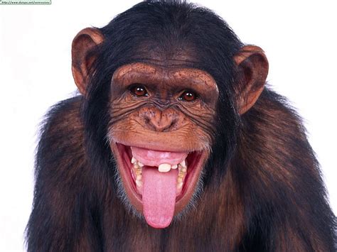 Cheeky Chimp, animal, primate, hilarious animals, cheeky, face, funny ...