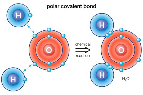 Definition and Examples of a Polar Bond