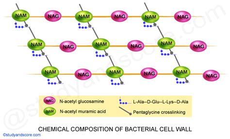 Cell Wall of Bacteria: Structure, Functions, Gram Positive and Gram ...