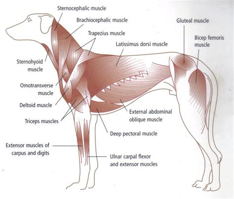 Abdominal Anatomy Dog - asdfd