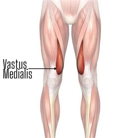 10 Best Vastus Medialis Exercises for Teardrop Shaped Quads - SET FOR SET