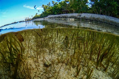 The potential for blue carbon offsetting projects in Europe — Hamerkop ...