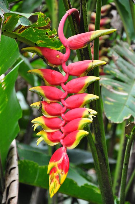 Lobster claw in Amazon rainforest | Heliconia rostrata (Lobs… | Flickr