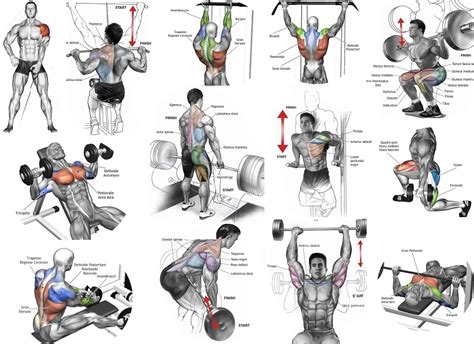 The Most Effective Muscle Building Exercises ~ multiple fitness