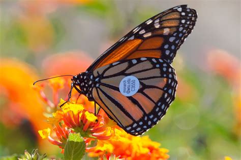 Monarchs ride west coast winds: Proof of butterfly migration – WSU Insider