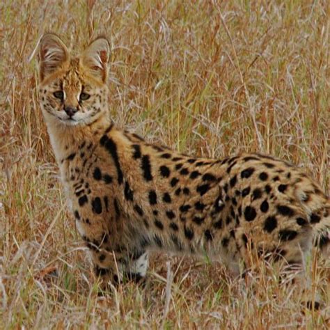 Savannah Cat Breed Information, Images, Characteristics, Health