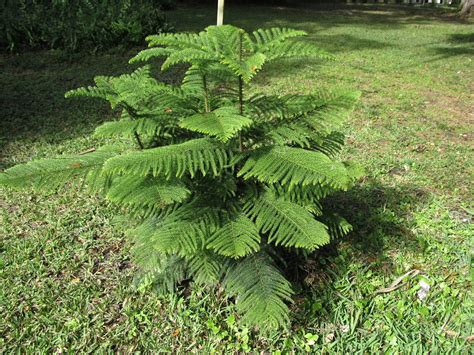 Norfolk Island Pine Makes Decorative Holiday Tree | What Grows There ...