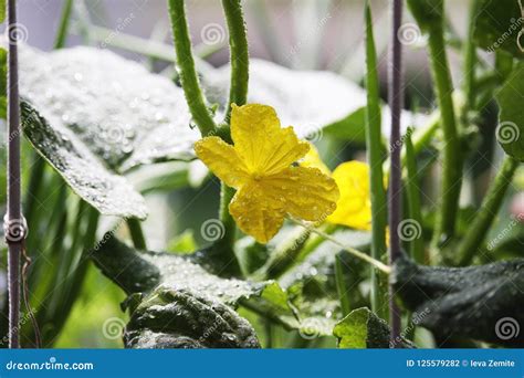 Flowering cucumber. stock photo. Image of blossom, fresh - 125579282