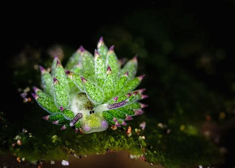 Adorable "Leaf Sheep" Sea Slugs Look like Cartoon Lambs