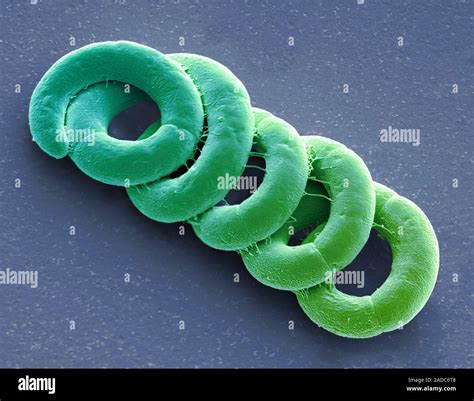 Spirulina cyanobacteria. Scanning electron micrograph (SEM). Spirulina ...