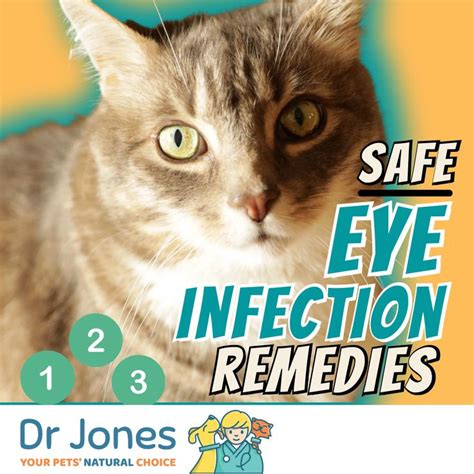 Eye Infection Home Remedies | Cat eye infection, Eye infections, Kitten ...