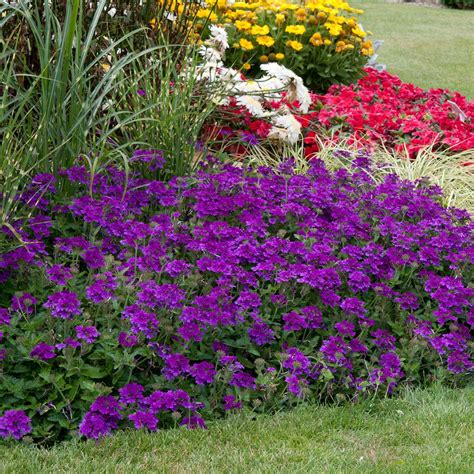 Buy Verbena Endurascape Purple Plants | Purple plants, Plants, Verbena ...