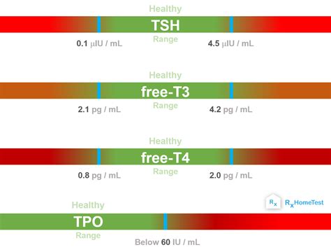 Thyroid Hormone Flow Chart | SexiezPix Web Porn