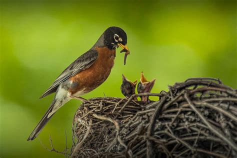 Red Robin, Bird Nest, Robin Nest, Mother Bird, Baby Birds, Bird Feeding ...