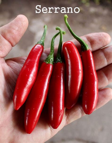 Scoville Scale - Growing Chillies