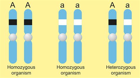 Examples of Homozygous Genes | YourDictionary