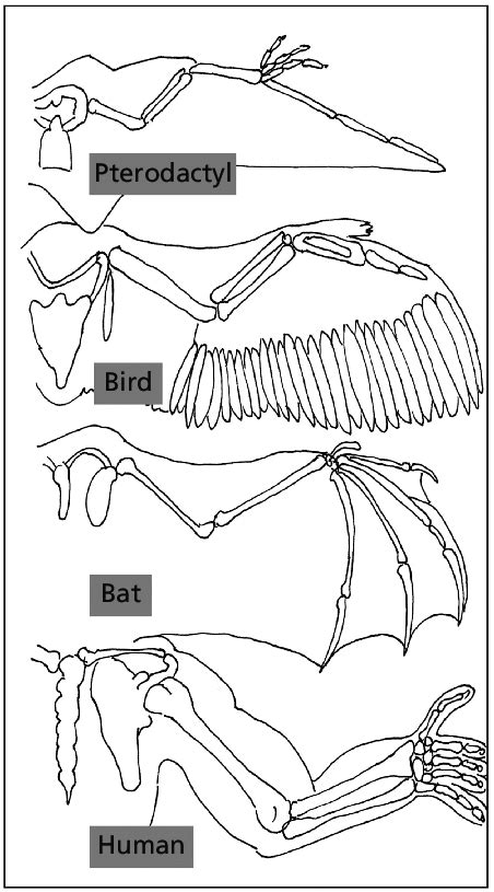 1 Convergent evolution of wing and arm structure in pterodactyls ...