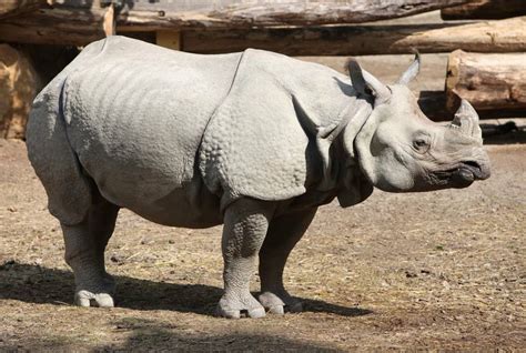 Javan Rhinoceros Animal Facts | Rhinoceros Sondaicus - Wiki Point