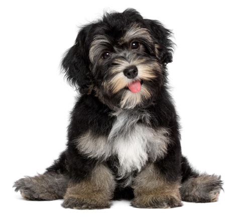 Havanese Dogs