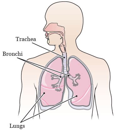 Tracheal or Bronchial Stent Placement | Memorial Sloan Kettering Cancer ...