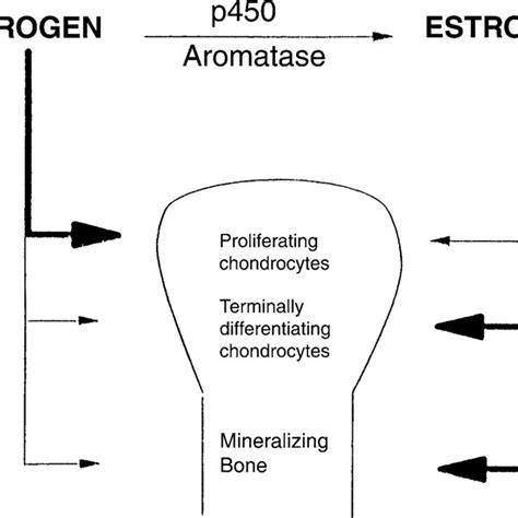 Roles of estrogen and androgen on bone growth and development ...