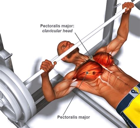 A Guide to Perfect Barbell Bench Press Technique for Stubborn Chest Muscles