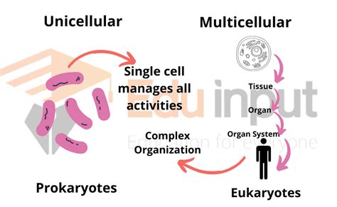 What Are Multicellular Organisms? - Characteristics and Organization