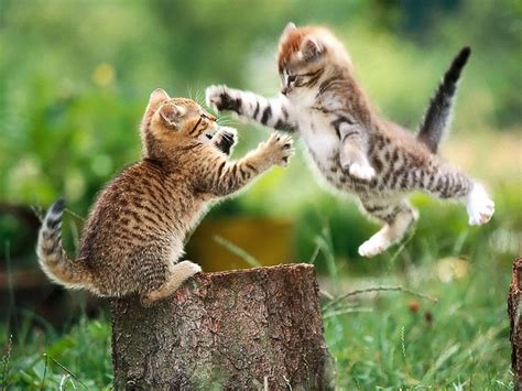 cat fight - Kittens Wallpaper (5890541) - Fanpop