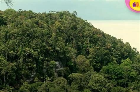 817 Background Hutan Rimba Pictures - MyWeb