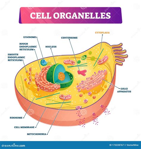 Plant Cell Organelles Diagram - Plant Cells Vs Animal Cells With ...