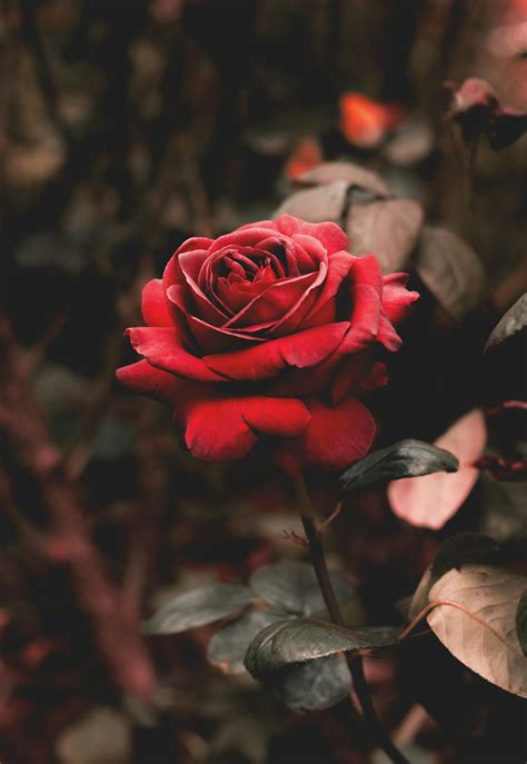 Rose Wallpapers: Free HD Download [500+ HQ] | Unsplash