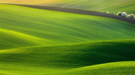 Landscape Of Green Grass Fields On Hills And White Trees HD Nature ...