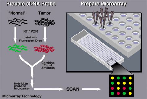 Microarrays and its applications - Biology Ease