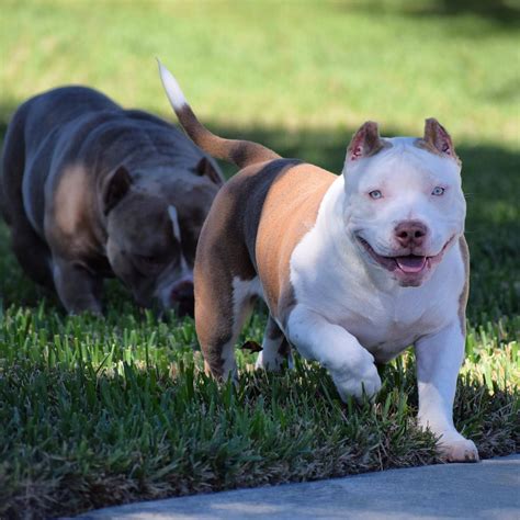 Exotic Bully American Bully Micro Size